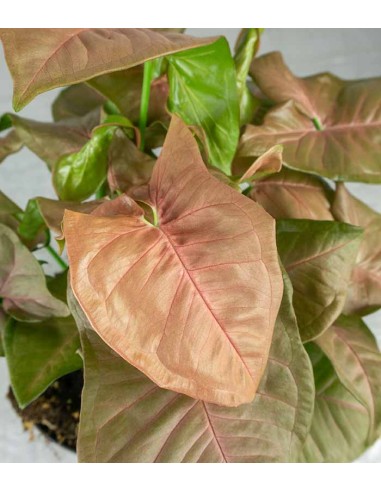 Singonio rosa Red Heart 