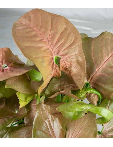 Singonio rosa Red Heart 