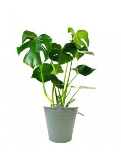 Filodendro monstera...
