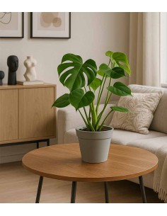 Filodendro monstera... 2