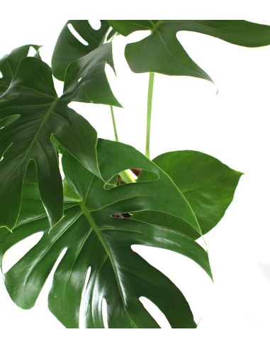 Filodendro monstera Deliciosa vaso 17