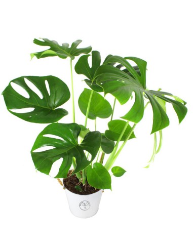Filodendro monstera Deliciosa vaso 17