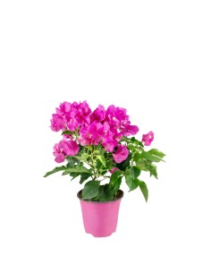 Bougainvillea Vera Fucsia e...
