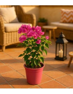 Bougainvillea Vera Fucsia e... 2