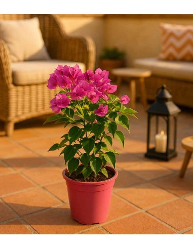 Bougainvillea Vera Fucsia e Bianca -...