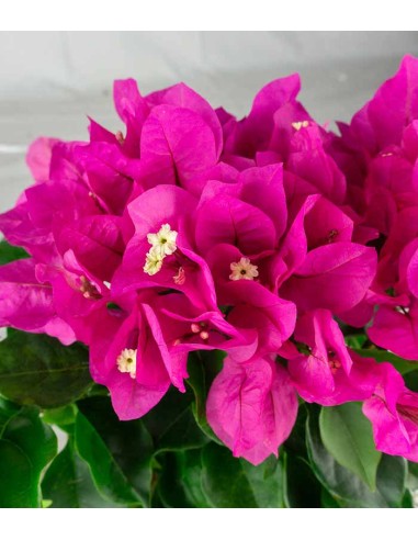 Bougainvillea Vera - Ø 14 cm H 40 cm