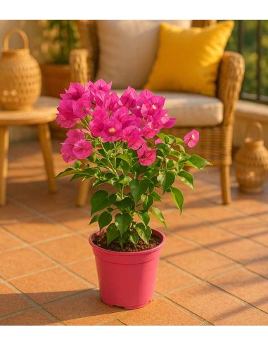Bougainvillea Vera Fucsia e Bianca -...
