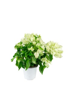 Bougainvillea Vera - Ø 14... 2
