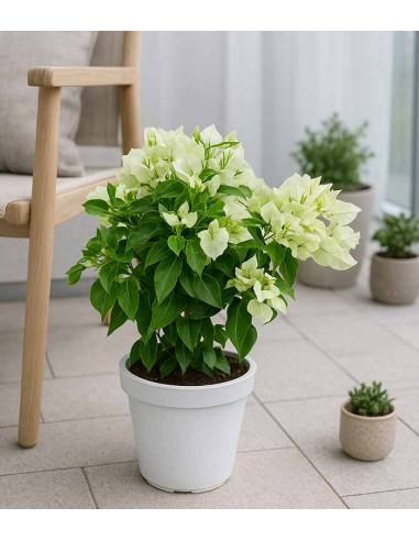 Bougainvillea Vera - Ø 14 cm H 40 cm