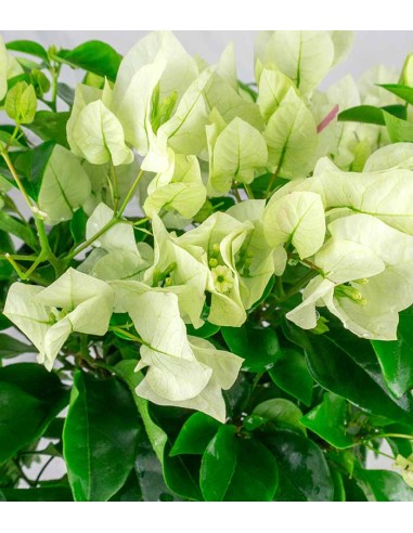 Bougainvillea Vera - Ø 14 cm H 40 cm