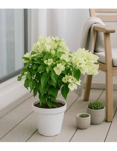 Bougainvillea Vera - Ø 14 cm H 40 cm