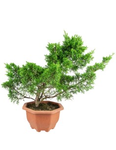 Ginepro Chinensis Bonsai...