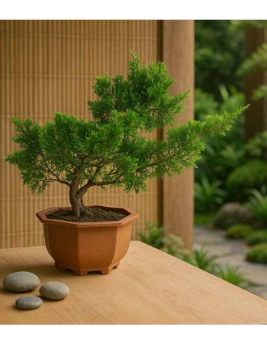 Ginepro Chinensis Bonsai giapponese |...