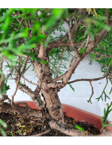 Ginepro Chinensis Bonsai giapponese |...