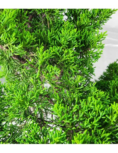 Ginepro Chinensis Bonsai giapponese |...