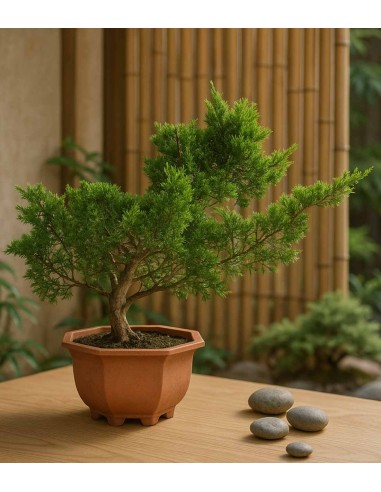 Ginepro Chinensis Bonsai giapponese |...