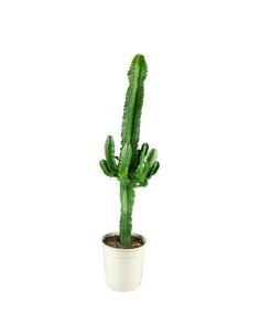 Euphorbia eritrea – H90 cm...