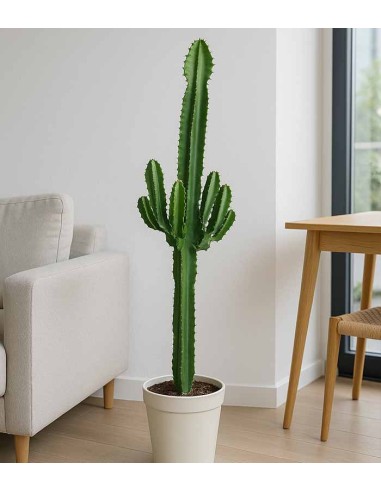 Euphorbia eritrea – H90 cm in Vaso Ø18