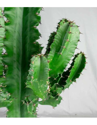Euphorbia eritrea – H90 cm in Vaso Ø18
