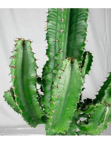 Euphorbia eritrea – H90 cm in Vaso Ø18