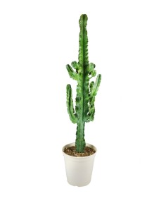 Euphorbia eritrea – H100 cm...