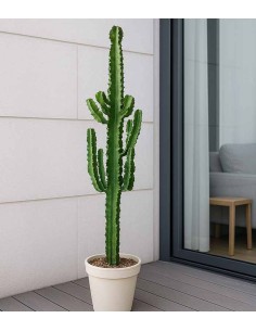 Euphorbia eritrea – H100 cm... 2