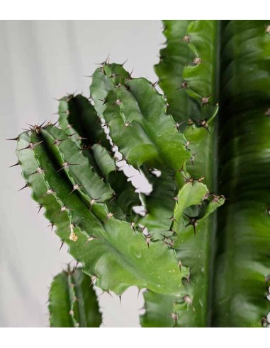 Euphorbia eritrea – H100 cm in Vaso Ø20