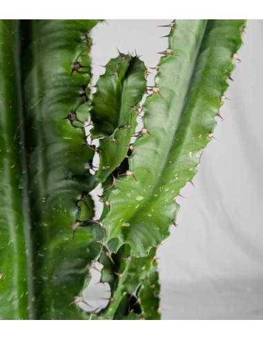 Euphorbia eritrea – H100 cm in Vaso Ø20