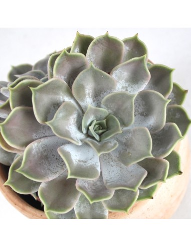 Echeveria