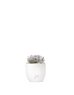 Echeveria lilacina