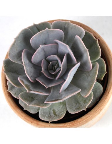 Echeveria lilacina
