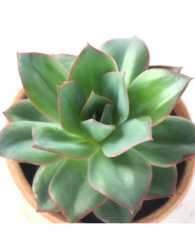 Echeveria subrigida