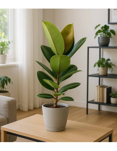 Ficus Elastica Robusta - H70 cm in...