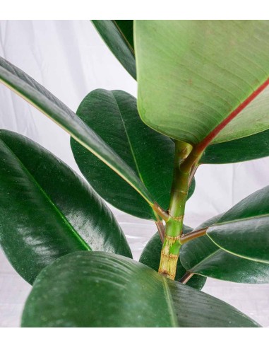Ficus Elastica Robusta - H70 cm in...