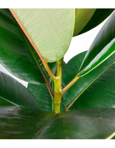 Ficus Elastica Robusta - H70 cm in...