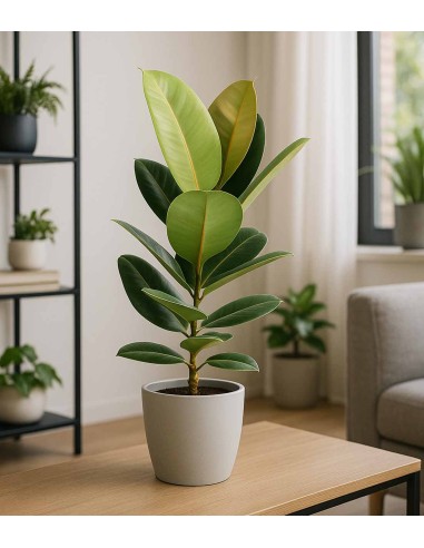 Ficus Elastica Robusta - H70 cm in...