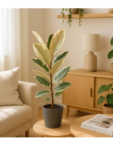 Ficus Elastica "Tineke" variegato...