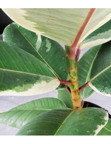 Ficus Elastica "Tineke" variegato...