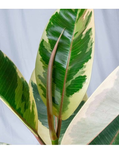 Ficus Elastica "Tineke" variegato...
