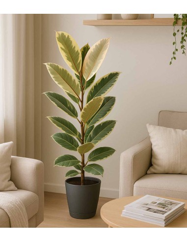 Ficus Elastica "Tineke" variegato...