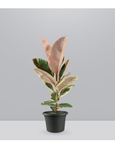 Ficus Elastica "Tineke"...