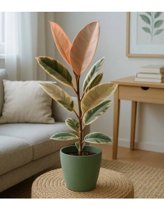 Ficus Elastica "Tineke"... 2