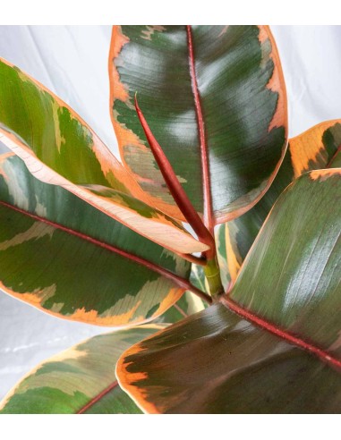 Ficus Elastica "Tineke" variegato...