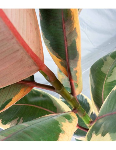 Ficus Elastica "Tineke" variegato...