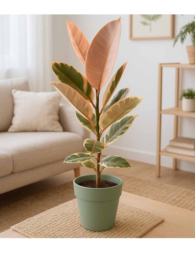 Ficus Elastica "Tineke" variegato...
