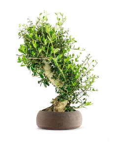 Olivastro Esemplare 1. 14 anni