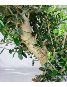 Olivastro Esemplare 1. 14 anni 2