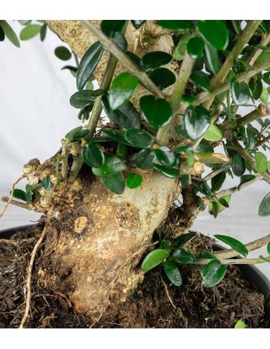 Olivastro Esemplare 1. 14 anni