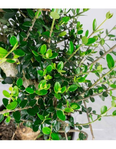 Olivastro Esemplare 1. 14 anni