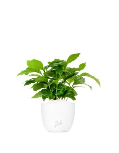 Pianta di Caffè Arabica